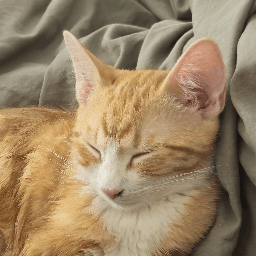 Incharilla's orange cat